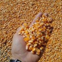 ราคา 50 เมล็ด ข้าวโพด ข้าวสาลี คง โพด Corn Maize Seeds สายพันธุ์ ข้าวโพดอาหารสัตว์ (42272781499)