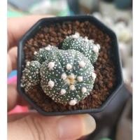 ราคา แอสโตรไฟตัม แอสทีเรียส ไม้แรร์ ฟอร์มกอ (Astrophytum asterias) (19048818301)