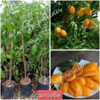 ราคา ต้นพันธุ์มะยงชิด ทูลเกล้า (22772056644)