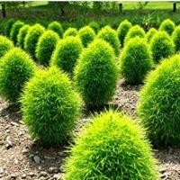 ราคา 30 เมล็ด หญ้า หญ้า เบิร์นนิ่ง บุช โคเชีย หญ้ากอเชีย Bassia Scoparia / Kochia (8175638738)