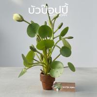 ราคา วอเตอร์ป๊อปปี้ บัวป๊อปปี้ ป๊อปปี้น้ำ บัวบ๊อปบี้จิ๋ว ไม้น้ำ บัวก็อปปี้ ป๊อปปี้ไม้น้ำ ฝิ่นน้ำ 2 กอ/พร้อมกระถางดินเผ (29262915786)