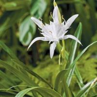 ราคา 2 หัว หัวว่านเศรษฐีน้ำเต้าทอง ว่านมหามงคล ว่านระฆังทอง Pancratium zeylanicum L (9821657949)