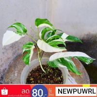 ราคา อิพิพรีนั่ม อิพิด่างขาว ต้นไม้ฟอกอากาศ ตระกูลพลูด่างใบฉีก ~Epipremnum Pinnatum Variegated~ (16930697152)