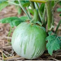 ราคา Thai Eggplant Seeds เมล็ดมะเขือตอแหล ตราภูเขาทอง ง่ายต่อการปลูกมะเขือตอแหล เมล็ดมะเขือ เมล็ดมะเขืออ้อร้ง่ายต่อการปลูก (52851535773)