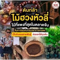 ราคา (ชุด 1 ต้น) ไม้ฮวงหัวลี่ ไม้ราคาแพง มีตลาดรองรับ (27075952027)