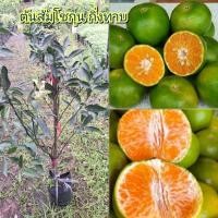 ราคา ต้นส้มสายน้ำผึ้ง ส้มโชกุน กิ่งทาบ ต้นพันธุ์สูง 70-1เมตร (42805275574)