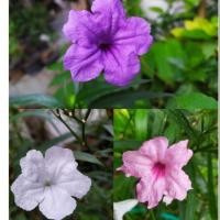 ราคา กิ่งต้อยติ่งเทศ 3สี ต้อยติ่งฝรั่ง หรือต้นฟ้าประทาน 3สี ขาวชมพูม่วง (7711987982)