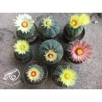 ราคา แอสโตร เมล็ดแอสโตร แอสโตรไฟตัม astrophytum asterias แอสทีเรียส แอสโต เมล็ด กระบองเพชร แคคตัส astro เมล็ดแคคตัส (19377359173)