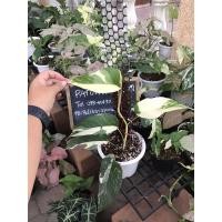 ราคา Epipremnum Pinnatum Variegated อิพิพรีนั่ม อิพิด่างขาว ต้นไม้ฟอกอากาศ ตระกูลพลูด่างใบฉีก (14876612616)