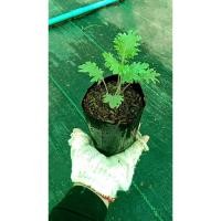 ราคา ต้นพันธุ์ เคลแดงรัสเซีย ถุงดำพร้อมปลูก 29 บาท Red Russian Kale เคลรัสเซียสีแดง (26579835552)