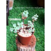ราคา Little Missy:ใบอวบน้ำ กุหลาบหิน succulent (4241874531)