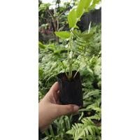 ราคา ผักกูด ต้นพันธุ์ผักกูด ถุงเพาะชำ (20184694386)