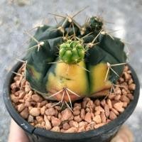 ราคา ยิมโน แดมซิไอด่าง cactus gymnocalycium แม่ลูกดก ลูกชุบ กระบองเพชร แคคตัส ขนาด 6.5 ซม. (ส่งทั้งกระถาง) (42303738319)