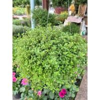 ราคา ต้นสมุนไพร เลมอนไทม์ (Lemon Thyme or Citrus Thyme) Thymus citriodorus (25411161257)