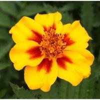 ราคา 50 เมล็ด ดาวเรืองฝรั่ง ดาวเรือง African marigold สายพันธุ์ Naughty Marietta (41230168932)
