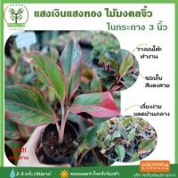ราคา [ต้นไม้จิ๋ว] ต้นแสงเงินแสงทอง พร้อมกระถางฟรี ขนาด3นิ้ว ไม้มงคล ไม้จิ๋ว ไม้ฟอกอากาศ ต้นสูง 7-10 ซม.วางบนโต๊ะทำงานได้ (4139143754)