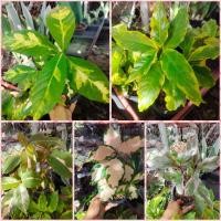 ราคา ต้นใบเงิน, ต้นใบทอง, ต้นใบนาก, ต้นใบเงินทองนาก(สามกษัตริย์) ไม้มงคล (40956754598)