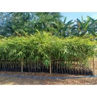 ราคา จำหน่ายต้นพันธุ์ไผ่ซางหม่นนวลราชินี 100% ต้นแข็งแรง ลำต้นตรง Dendrocalamus sericeus สวนโป๋ยแจ่ม จังหวัดสระแก้ว (23219779431)
