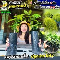 ราคา ต้นพันธุ์ผักหวานป่า (WS0106) ผักหวานป่าแท้ ปลูกง่าย กินอร่อย (51208617587)