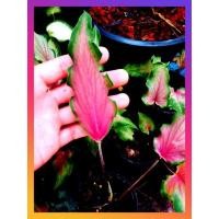 ราคา บอนสีดาบฟ้าฟื้น/ไม้มงคล/ไม้นำโชค (10141438189)