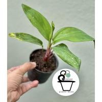 ราคา หมากผู้หมากเมีย Cordyline fruticosa (11048952965)