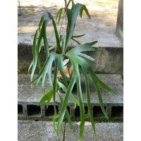 ราคา Platycerium bifurcatum เฟิร์นชายผ้ากอใหญ่ สวย (27172616418)