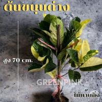 ราคา ขนุนด่าง ทองมาเลย์ สูง70cm. ขนุนทองมาเลย์ด่าง ผลไม้ด่าง (19983199690)