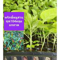 ราคา ต้นพันธุ์ พริกขี้หนูสวน พริกนก(ยกถาด104หลุม)กล้าพันธุ์พริกขี้หนูสวนหอมกาญจ์ (44428792592)