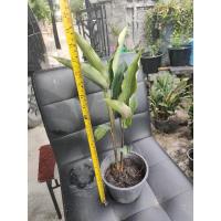 ราคา ว่าน มหาเสน่ห์ #ว่านดอกทองตัวเมีย#ว่านราคะ#ว่านมหาเสน่ห์#ว่านสาวหลง#ต้นว่านดอกทอง#ดอกทองตัวเมีย#ว่านดอกทองเขมร (16482736961)