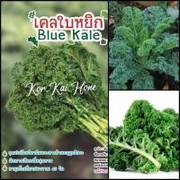 ราคา เมล็ดเคลใบหยิก (คะน้า-เคลลี่บูล) (5488957366)