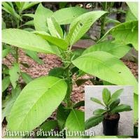 ราคา ต้นหนาด ต้นพันธุ์ใบหนาด สมุนไพรใบหนาดปลอดสารพิษ ต้มใบอาบแก้ผดผื่นคัน (24921113575)