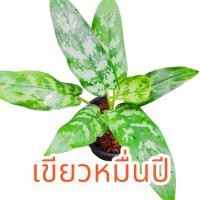 ราคา ต้นเขียวหมื่นปี​ หรือ แก้วกาญจนา​ ไม้มงคล ต้นไม้ฟอกอากาศ (20883768947)