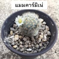 ราคา คามิเน่เหลือง แมมคามิเน่ คามิเน่ คาร์มิเน่ แมมคามิเน่ขาว แมมคามิเน่เหลือง แมมคามิแดง คามิเน่บุดดา แมม คามีเน่ carmenae (17604454433)