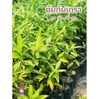 ราคา ต้นกันเกรา ต้นสวย แข็งแรง ส่งไว (16747737530)