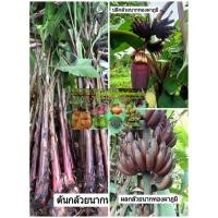 ราคา ต้นกล้วยนากทองผาภูมิ หรือ กล้วยนากยักษ์ กล้วยโบราณพื้นถิ่นหายาก (5089606580)