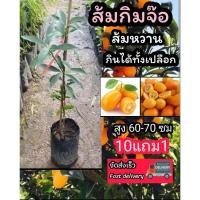 ราคา ต้นส้มกิมจ๊อ กิมจ้อ ส้มเปลือกหวาน ส้มกัมควอม ส้มจี๊ด ส้มจุก ส้มซ่า เขียวหวาน บางมด ซันคิส ต้นไม้ ผลไม้ ดิน ปุ๋ย ผักสลัด (44606310219)