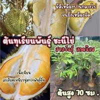 ราคา ต้นพันธุ์ทุเรียนชะนีไข่ สายพันธุ์ ยอดนิยม ส่งต้นพันธุ์ 60-70 ซม .ปลูกง่ายโตไว มีกลิ่นเป็นเอกลักษณ์ เมล็ดลีบ เนื้อเยอะ (25467402528)