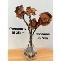 ราคา ขั้วจุกมะพร้าวแห้งธรรมชาติ100% |วัสดุงานประดิษฐ์ |ของตกแต่งDIY Eco (40613613746)