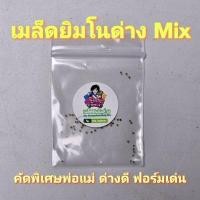 ราคา เมล็ดแคคตัสยิมโนด่าง 50 เมล็ดเพียง 9 บาทเท่านั้น❗ พ่อแม่คัดด่างดี ฟอร์มเด่น ราคาดีงาม (22060621448)