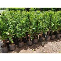 ราคา ต้นโมก Wrightia religiosa (24673488134)