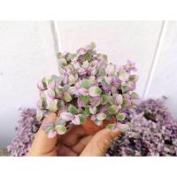ราคา ริบบิ้นชาลีด่าง น่ารักมากกกก กระถาง2” (6437633832)