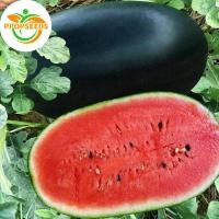 ราคา ปลูกง่าย เมล็ดพันธุ์ แตงโมดำ บรรจุ 10เมล็ด Giant Black Beauty Watermelon Seeds Fruit Seeds for Planting-PPOP SEEDS (41027593668)
