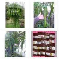 ราคา เมล็ดพันธุ์ ถั่วพูยักษ์,ถั่วพูยาว (Giant Winged Bean Seed) บรรจุ 3 เมล็ด (51956731052)