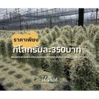 ราคา เคราฤาษีเส้นใหญ่แบบพวง (spanish moss) (7045898256)