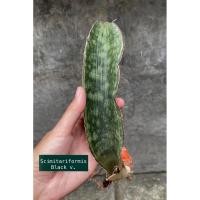 ราคา ต้นลิ้นมังกร Sansevieria Scimitariformis black v. (28190657290)