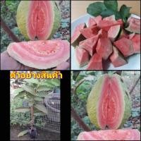 ราคา (1ต้น)(vาย ต้นพันธุ์) ต้น ฝรั่งหงโร่ฝานสือหลิว ฝรั่ง หงโร่ ฝานสือหลิว ต้นฝรั่ง ไร่อิงดาว (10185003777)