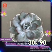 ราคา ต้นกุหลาบหิน Echeveria lauii (10133753753)