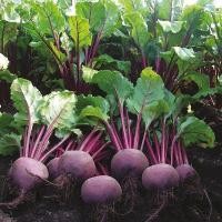 ราคา 30 เมล็ด บีตรูต บีทรูท Beetroot Beet Seed สายพันธุ์ Moulin Rouge (42172568037)
