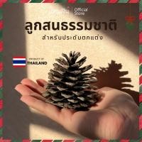 ราคา [แทนฝัน] ของตกแต่งคริสมาสต์ ลูกสนธรรมชาติ คละขนาด ลูกสนคริสต์มาส ลูกสนแห้ง ลูกสนตกแต่ง ต้นคริสต์มาส (25037404878)