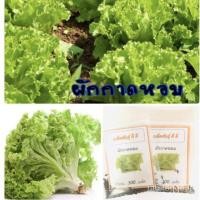 ราคา เมล็ดพันธุ์ ผักกาดหอม 300 เมล็ด ผักสลัด Lettuce/ผักทอดกรอบ เมล็ดกล้วยด่าง jjFm (12240889578)
